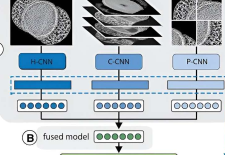 生物学家使用机器学习对灭绝花粉化石进行分类