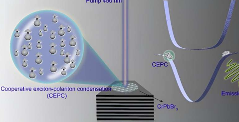 团队创造协同激子极化子凝聚体