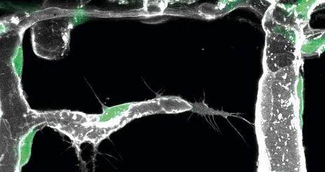 分子密码刺激先锋细胞在体内构建血管