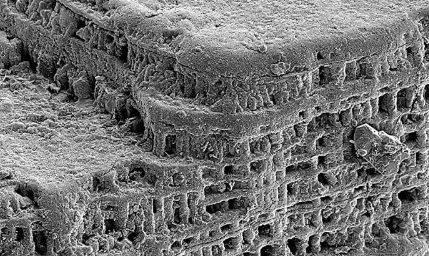 科学家构建腕足动物的有机磷酸外壳