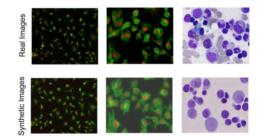 人工智能工具创建细胞的合成图像以增强显微镜分析