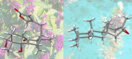 化学家使用新方法合成复杂的天然物质