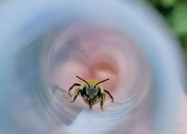 蜜蜂体重病原体和当地气候影响耐热性