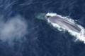 聆听巨人的声音寻找难以捉摸的南极蓝鲸
