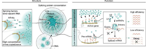 研究表明基因在空间上组织以实现有效的 mRNA 剪接