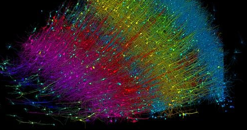 哈佛大学和谷歌合作创建最大的人脑连接组3D地图