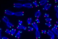 端粒稳定性研究发现DNA修复新皱纹可为抗癌研究提供信息