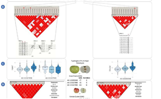 解锁苹果的基因蓝图形状和大小特征揭晓