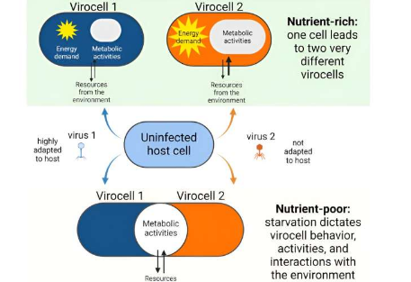 微生物的合并研究表明低营养条件会改变病毒感染