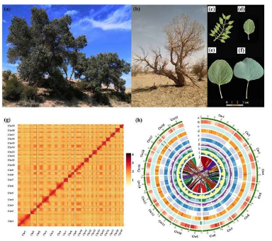 沙漠杨树的基因蓝图了解适应和生存机制
