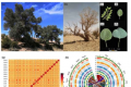 沙漠杨树的基因蓝图了解适应和生存机制