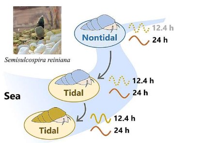 研究人员调查淡水蜗牛潮汐节律的起源