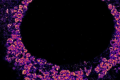 观察病毒活动的新方法超分辨率显微镜提供纳米级的观察