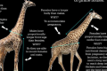 新研究发现食物而非性行为是长颈鹿长脖子进化的原因