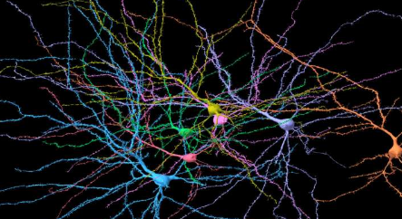新研究揭示大脑在相变附近具有分形状结构这一发现可能适用于所有物种