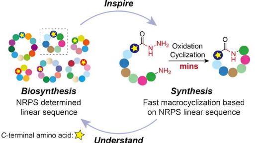 快速创建环肽的方法为新型抗生素开辟了道路