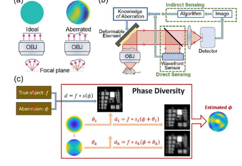 科学家采用天文学方法来消除显微镜图像的模糊