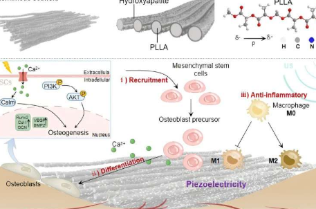 研究人员开发出具有类骨微环境的压电催化诱导可控矿化支架
