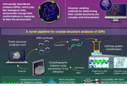 新方法可以快速分析内在无序蛋白质的晶体结构