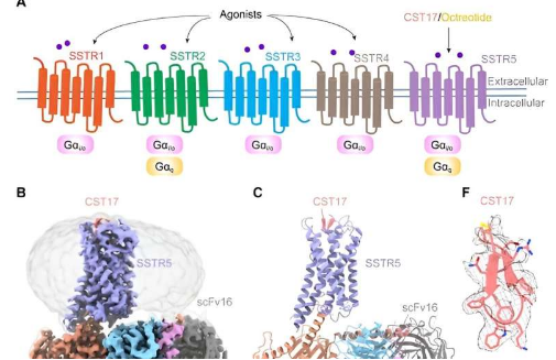 研究揭示神经肽和药物激活生长抑素受体5的分子机制