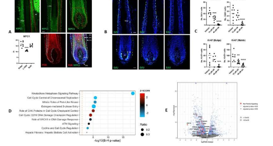 科学家发现古代生物学与人类毛发生长受限之间的惊人联系