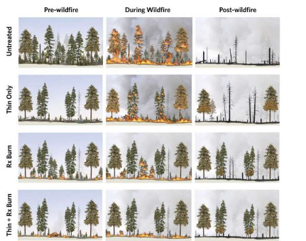 科学评论表明燃料处理可降低未来野火的严重程度