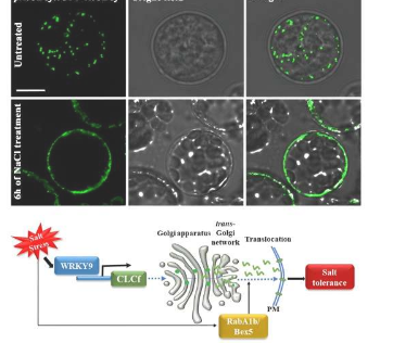 生物学家发现植物中一种以前未知的耐盐机制