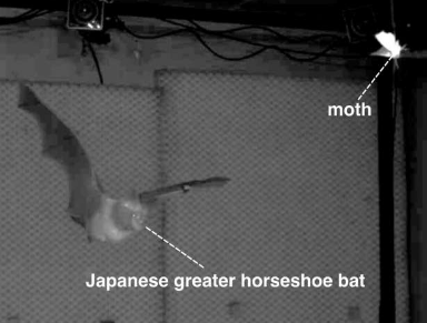 蝙蝠使用四种关键策略来准确追踪目标