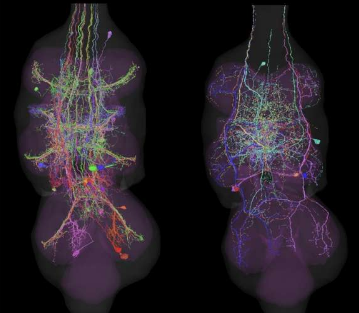 研究人员绘制了果蝇控制翅膀和腿部运动的神经网络