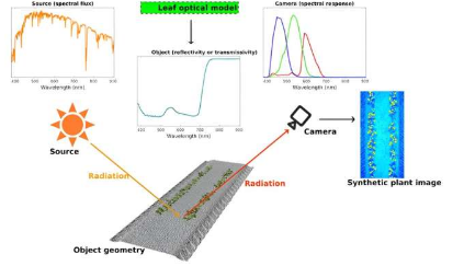 新的辐射传输建模框架增强了植物表型的深度学习