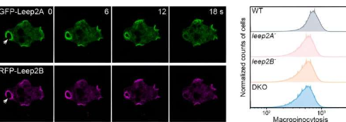 生物学家确定Leep2复合物调节大胞饮体的形成