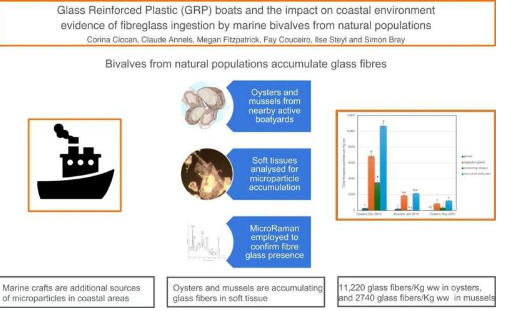 研究显示牡蛎和贻贝中的玻璃纤维含量令人担忧