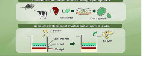 研究团队描述了生成小鼠和牛胆管细胞类器官的简单方法