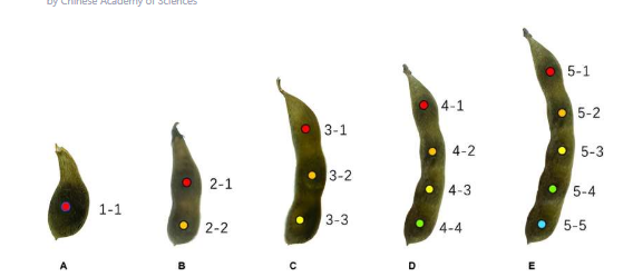 新模型增强了大豆豆荚和种子的高通量表型分析