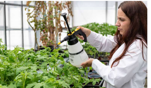 番茄抗性的香气发现一种新型化合物可抵御细菌和干旱