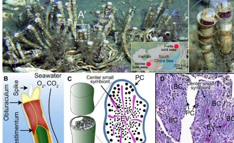 研究揭示深海化学合成管虫中宿主与共生体之间存在密切的相互作用