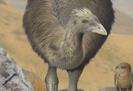 新西兰不会飞的鸟儿正在撤退到恐鸟保护区