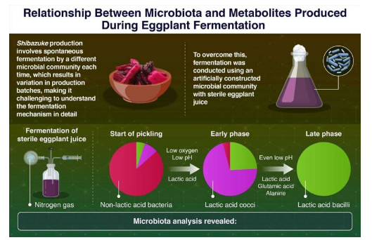探索初始微生物群对茄子发酵过程中微生物演替的影响