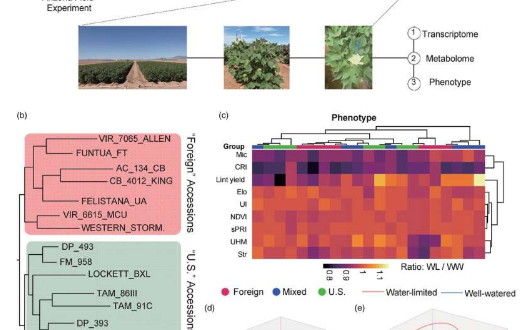 从基因到牛仔裤新的基因见解或能培育出耐旱棉花
