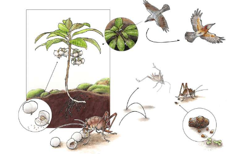 植物学家发现植物向昆虫提供果实以传播灰尘状的种子