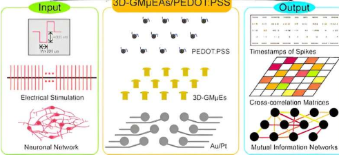 创新的3D金微电极阵列增强了对神经元网络通信的理解