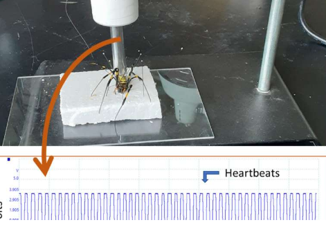 实验室实验表明Joro 蜘蛛的心率在压力下波动较小