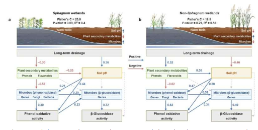 植物-微生物相互作用支撑了湿地排水酶促反应的对比