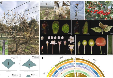 从基因组到杂货店货架解读中国樱桃让果实更紧实