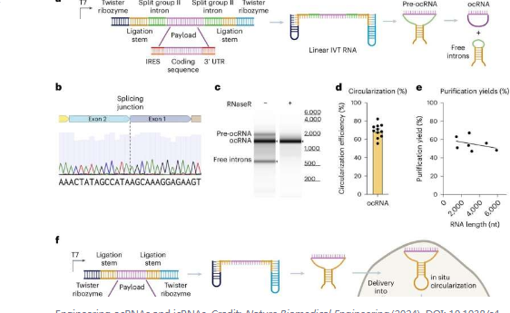 关闭 RNA 环路有望实现更稳定有效的 RNA 疗法