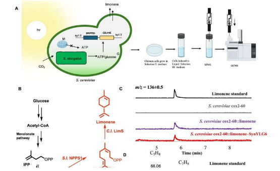 科学家利用进化技术开辟可持续能源和药物的新途径