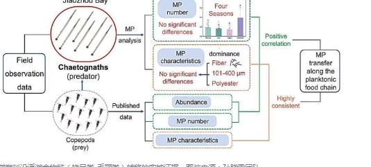 实地观察揭示海洋浮游生物食物链中的微塑料转移