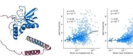 可以从人工智能预测的结构推断蛋白质突变体的稳定性