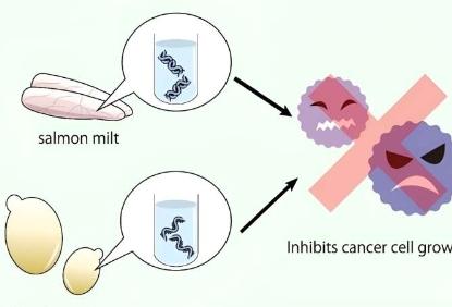 食物中的核酸化合物具有抗癌作用