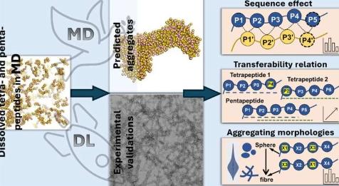探索肽聚集以改进药物和材料解决方案